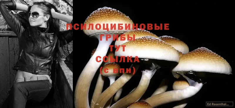 Галлюциногенные грибы Psilocybine cubensis  где купить наркотик  Горячий Ключ 